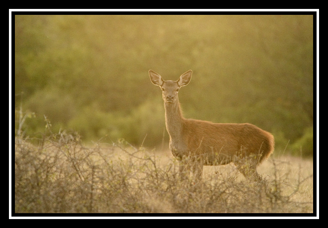 biche-border 