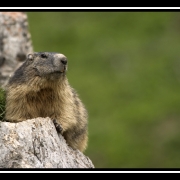 marmotte3-border 