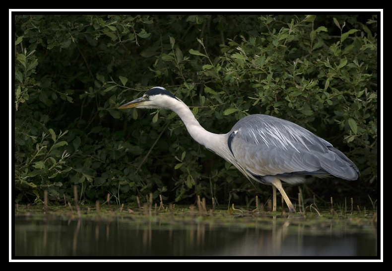 heroncendrechasse-border 