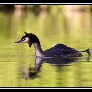 etirement grebe-border 