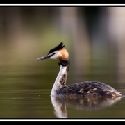 grebe1-border 