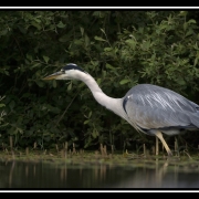 heroncendrechasse-border 