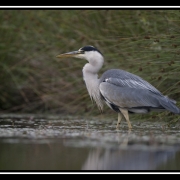 heroncendrechasse2-border 